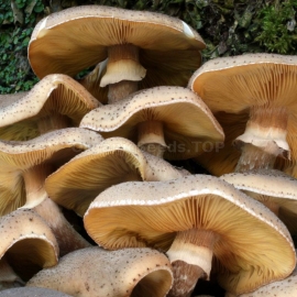 Honey Fungus / Armillaria Mellea - Organic Mushroom's Dry Mycelium
