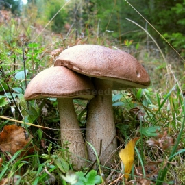 Birch Bolete / Lactarius deliciosus - Organic Mushroom's Dry Mycelium
