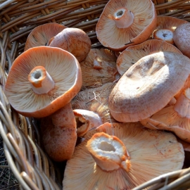 Saffron Milk Cap / Lactarius Deliciosus - Organic Mushroom's Dry Mycelium