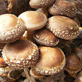 «Imperial Shiitake» (Lentinula edodes) - Organic Mushroom's Dry Mycelium