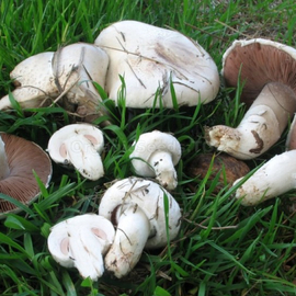 «Meadow champignon» (Agaricus campestris) - Organic Mushroom's Dry Mycelium