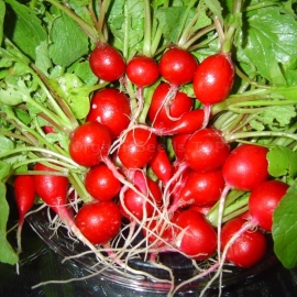 «Early red» - Organic Radish Seeds