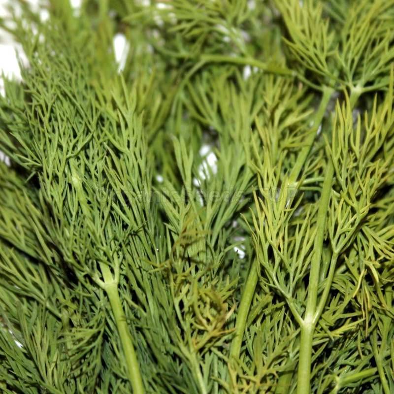 «Mammonth» Ukrainian Heirloom Dill Seeds Shipping is free for orders over €50