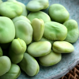 «Windsor» - Organic Bean Seeds