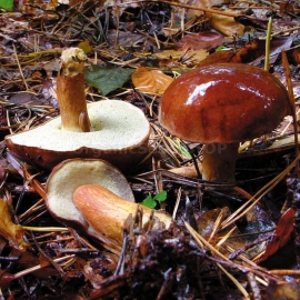 Bay Bolete / Imleria Badia - Organic Mushroom's Dry Mycelium