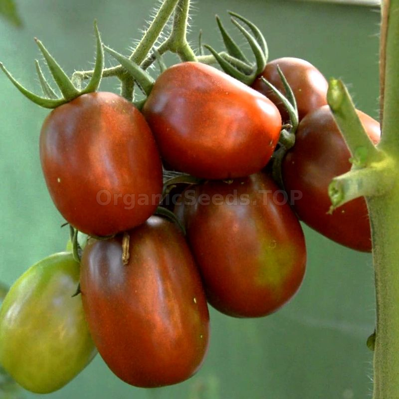 30 De Barao Tomato Seeds – Rare Heirloom – Good Until 2026 – Open-Pollinated