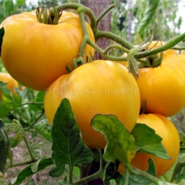 «Giraffe» - Organic Tomato Seeds