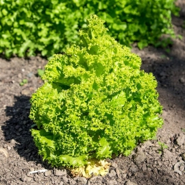 «Odessa» - Organic Salad Seeds