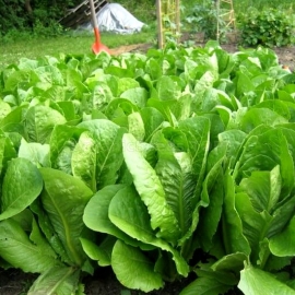 «Lutetian» - Organic Salad Seeds