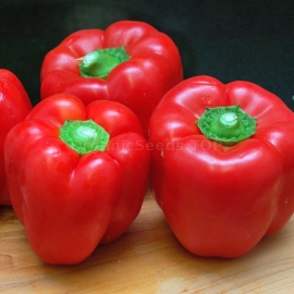 «Bogatyr» - Organic Pepper Seeds