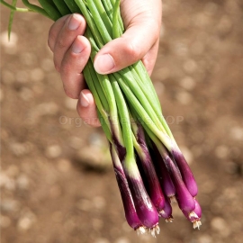 «Deep Purple» - Organic Onion Seeds