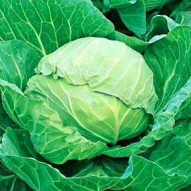 «Ditmarshir Frewer» - Organic Cabbage Seeds