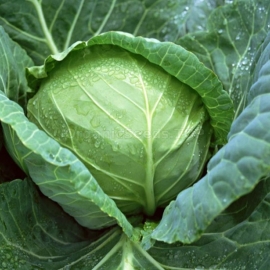 «Dymerskaya» - Organic Cabbage Seeds