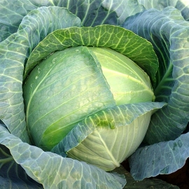 «Turkis» - Organic Cabbage Seeds