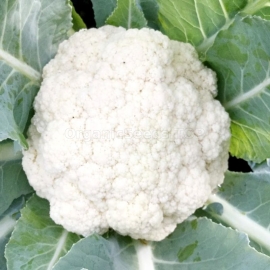 «Alpha» - Organic Cauliflower Seeds