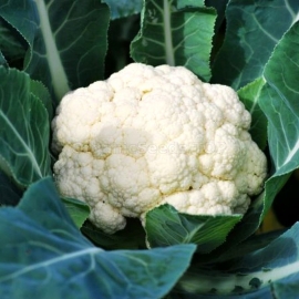 «Movir» - Organic Cauliflower Seeds