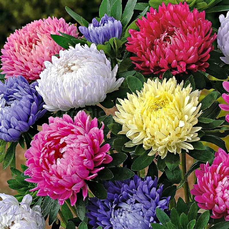 Aster china giant perfection mix Flower seeds 20