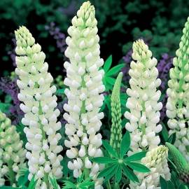 «Noble Maiden» - Organic Lupine Seeds