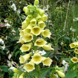 «Temple Bells Yellow» - Organic Foxglove Seeds
