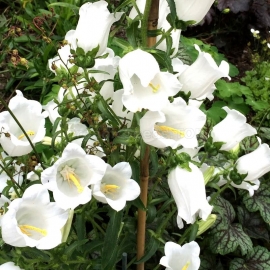 «Medium White» - Organic Bellflower Seeds