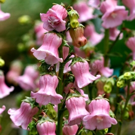 «Medium Rose-Pink» - Organic Bellflower Seeds