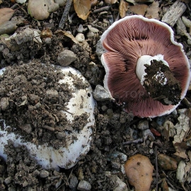 Salt-loving mushroom / Agaricus Bernardii - Organic Mushroom's Dry Mycelium