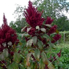 «Elena's Rojo» - Organic Amaranth Seeds