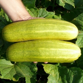 «Juan Dyckfleich» - Organic Cucumber Seeds