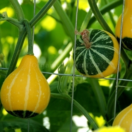 «Small Pear Bicolor» - Organic Pumpkin Seeds