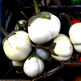 «Kumari Sri Lanka» - Organic Eggplant Seeds