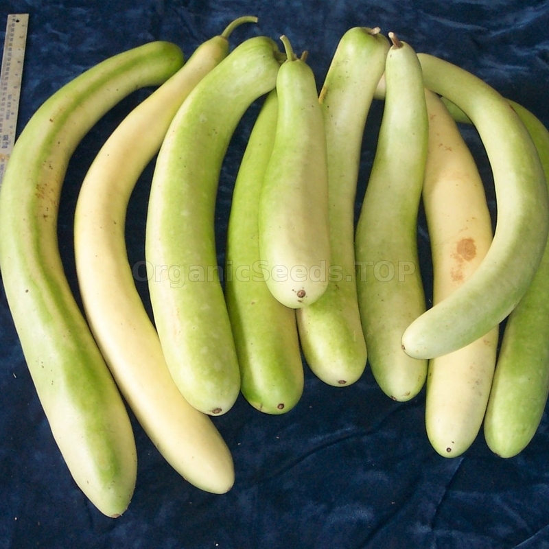 «Big Green Sausage» Organic Calabash Seeds Shipping is free for orders over €50