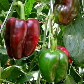 «Boatswain» - Organic Pepper Seeds