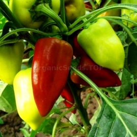 «Ukrainian early» - Organic Pepper Seeds