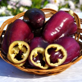 «Purple Beauty» - Organic Pepper Seeds