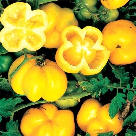 «Yellow Cavern» - Organic Tomato Seeds