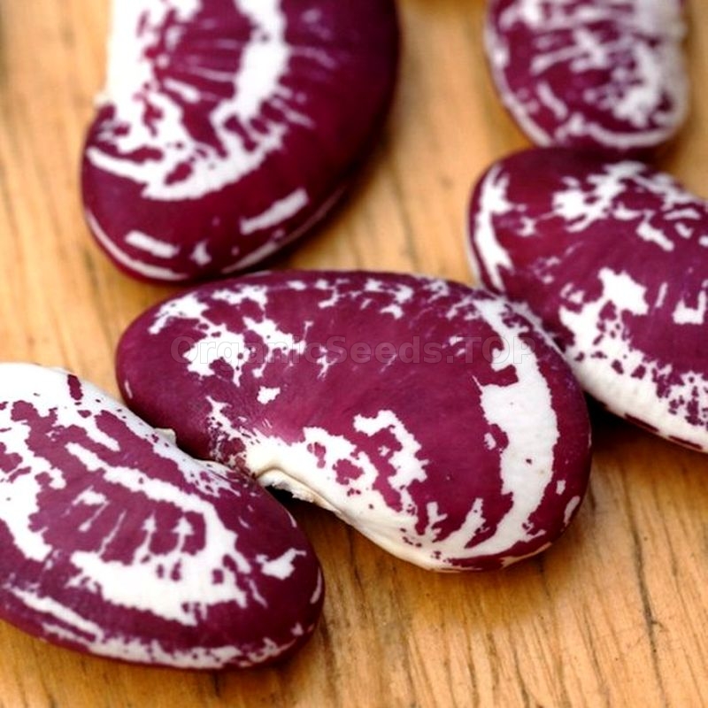 «Christmas Lima» Organic Bean Seeds Shipping is free for orders