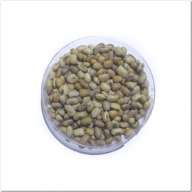 «Lyudmila» - Organic Bean Seeds