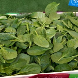 «Krasen Polissia» - Organic Spinach Seeds