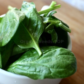 «Viking» - Organic Spinach Seeds