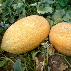 «Alushta» - Organic Melon Seeds