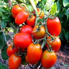 «Novelty of Transnistria» - Organic Tomato Seeds