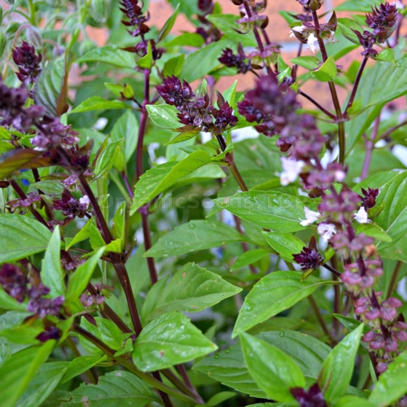 «Marvellous» Organic Basil Seeds Shipping is free for orders over €50
