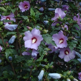 «Rose of Sharon» - Organic Purple Hibiscus Seeds