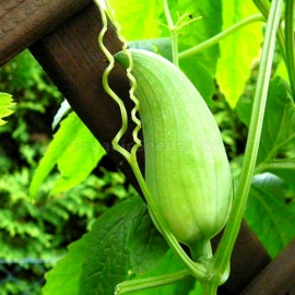 Organic Kaywa Seeds (Cyclanthera Pedata)