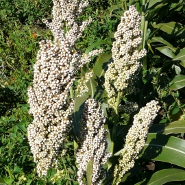 White Sorghum Seeds (Sorghum)