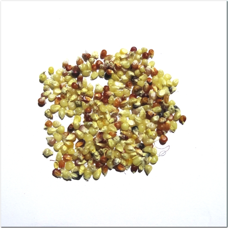 Reviews «Miniature Color» - Organic Corn Seeds - Shipping is free for ...