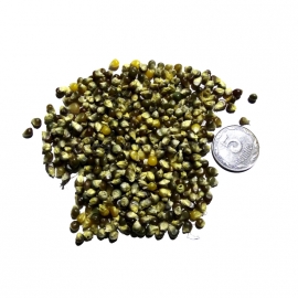 «Oaxacan Green Popcorn» - Organic Corn Seeds