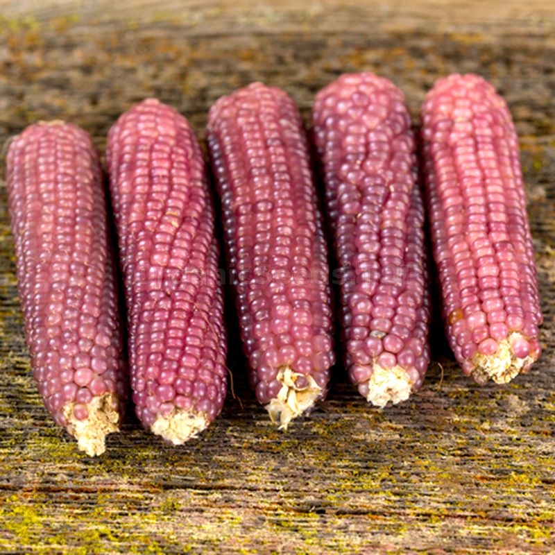 Images «Pink Popcorn» Organic Corn Seeds Shipping is free for orders over €50