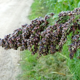 Heirloom Black Sorghum Seeds (Sorghum bicolor)