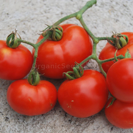 «Yablunka» - Organic Tomato Seeds